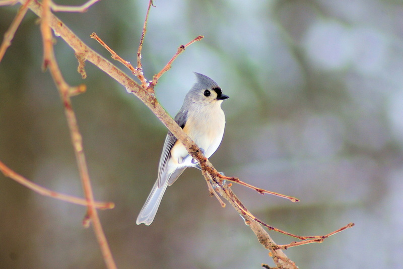 ornithology, perched, no people, plant, one animal, animal, day, passerine, wildlife, gray, tufted titmouse, selective focus, avian, wild, tufted, branch