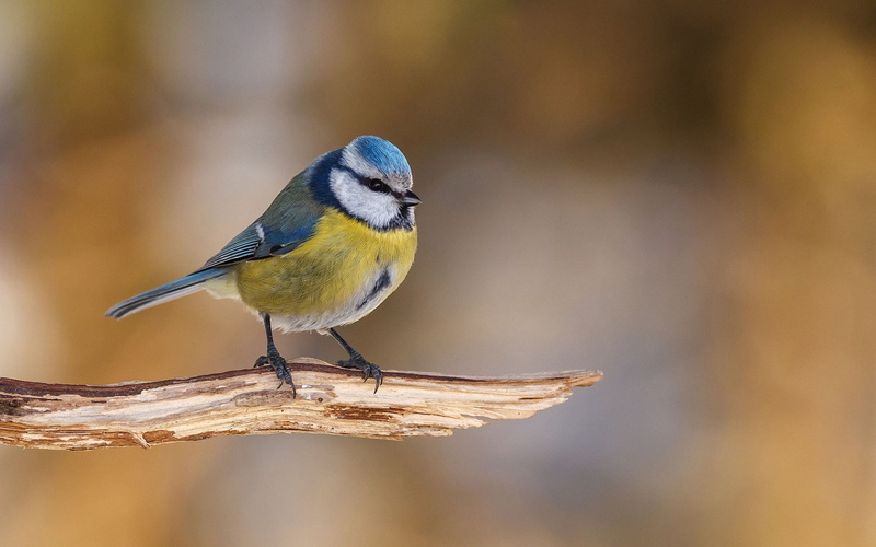 1080P, titmouse