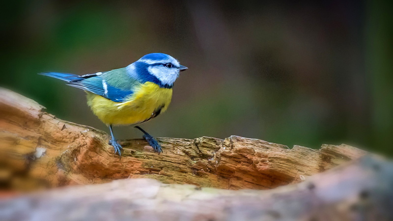 plant, animal wildlife, blue, beauty in nature, close-up, animal themes, animal, no people, 2K, tree, birds titmouse, nature, perching, water, vertebrate