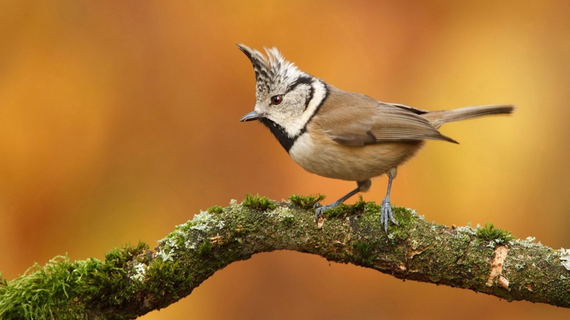 Animal, Titmouse, Bridled Titmouse, Bird, Birds, 1080P, Branch