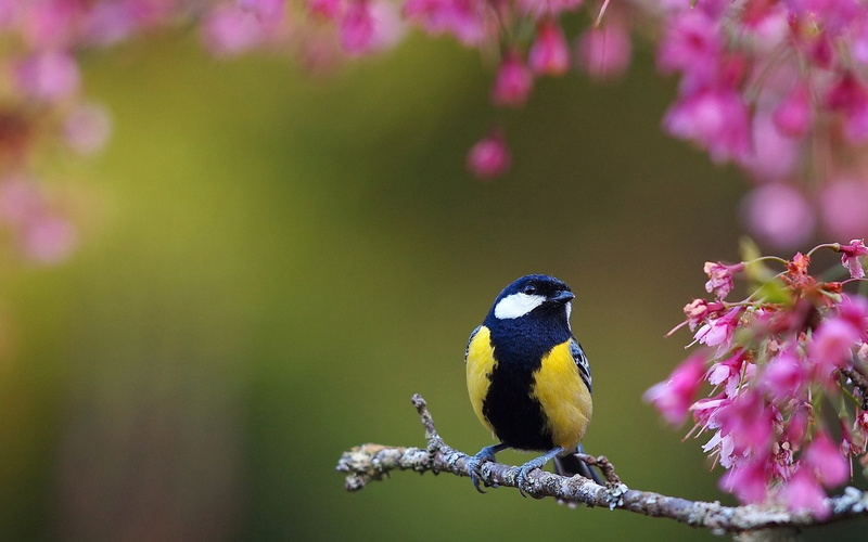 Birds, Titmouse, 1080P
