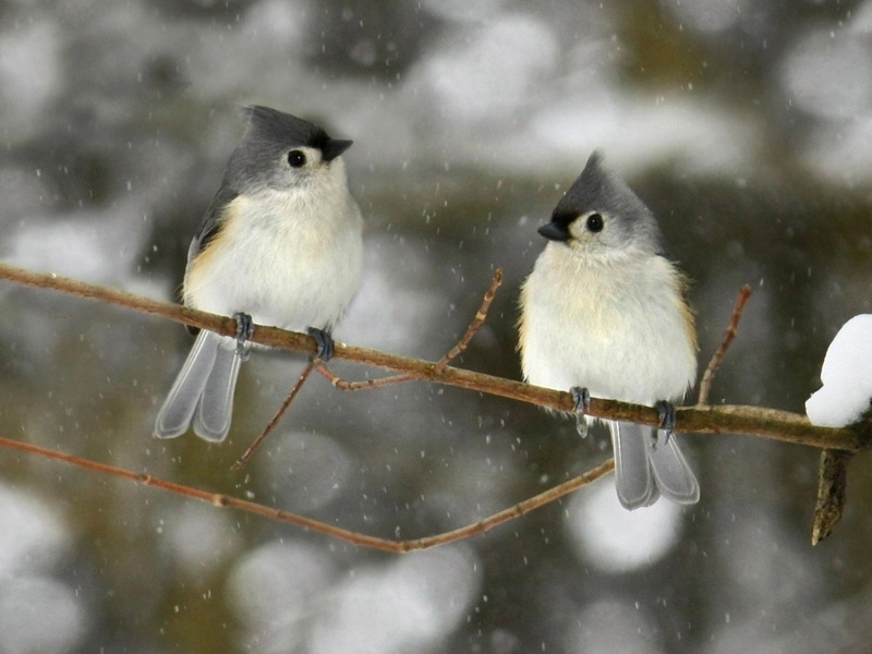Animal, Titmouse, Bird, Tufted Titmouse, 720P, Branch, Birds, Winter