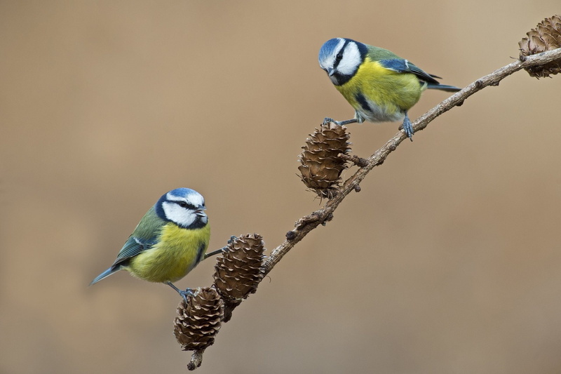 Wildlife, Titmouse, Birds, Bird, 1080P