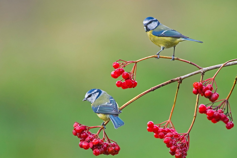 Titmouse, 1080P, Wildlife, Birds, Berry, Bird