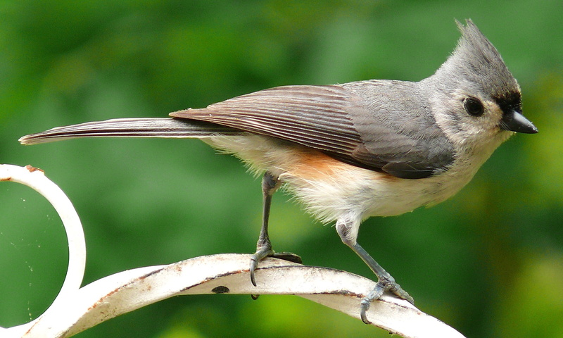 outdoors, perching, nature, branch, beauty in nature, beak, post, perch, day, invertebrate, vertebrate, tufted titmouse, animal wildlife, full length, close-up