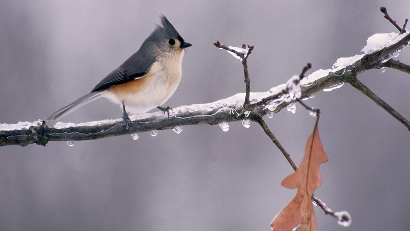Branches, 1080P, Icy, Titmouse, animals, Tufted, Frozen, birds, Michigan, bird