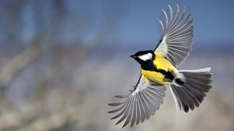 Titmouse, birds, 1080P