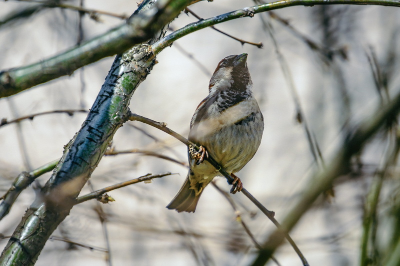tree, animal wildlife, branch, no people, nature, day, animals in the wild, bird, perching, titmouse, 4K, outdoors, low angle view, russia, forest, bare tree