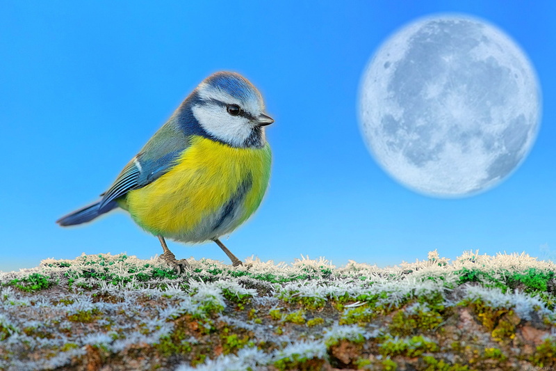 grass, the moon, titmouse, snow, the sky, 1080P, first