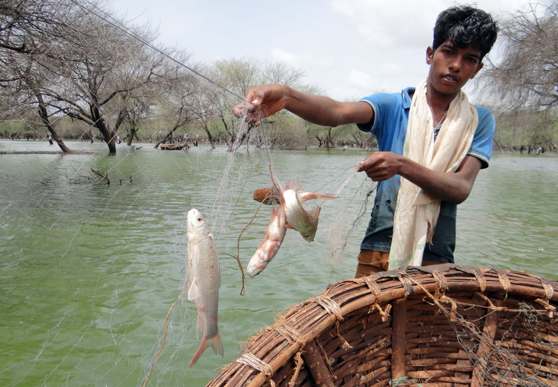 nature, refuge, catch of fish, coracle, outdoors, netted, 4K, vertebrate, holding, tree, young men, water, young adult, men, lake, fish, ankasamudra, fishing