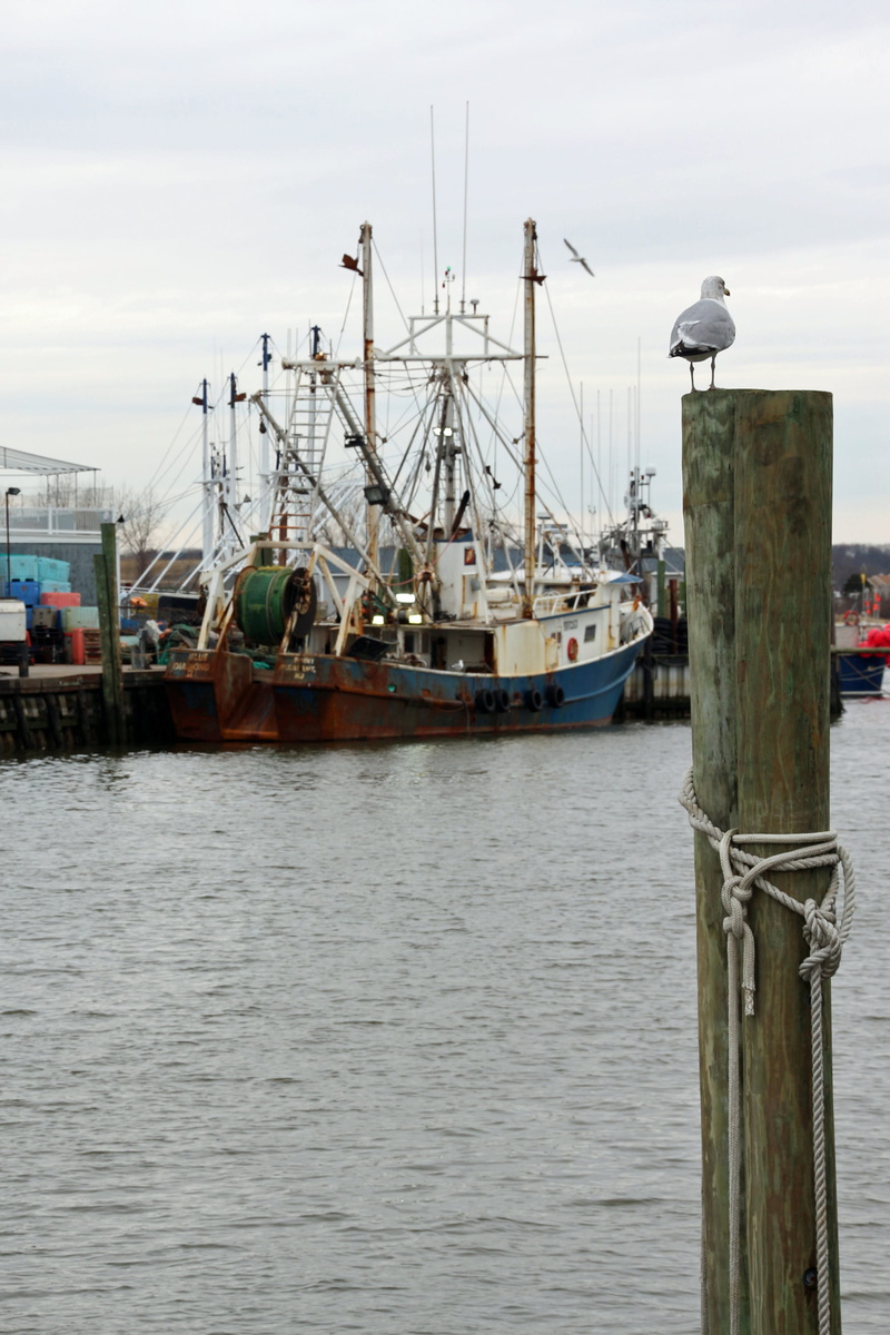 no people, fishing boat, water, cloud - sky, seagull, pictures of fishing boats, commercial fishing boat, sea, architecture, inshore fishing boats, fishing