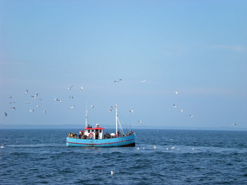 blue, 2K, nautical vessel, horizon, group of animals, animal themes, horizon over water, sky, mode of transportation, flock of birds, animal wildlife