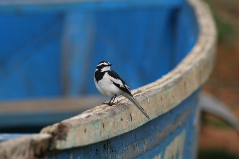 bird, selective focus, perched, african pied wagtail, close-up, railing, animal wildlife, day, animals in the wild, nature, perching, africa, full length