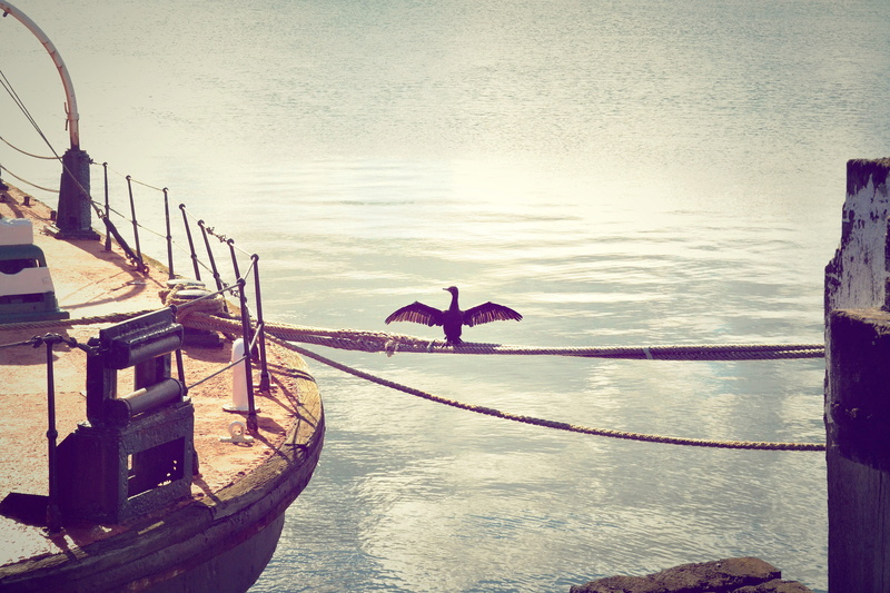4K, animal themes, dock, animals in the wild, rope, wellington, day, silhouette, leisure activity, photos, standing, lifestyles, zealand, new, New Zealand