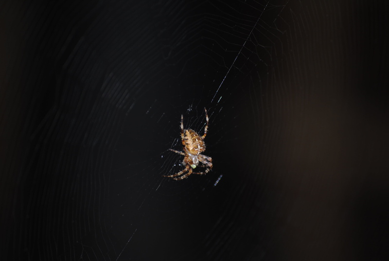 scary, animal themes, spiderweb, spider web, insect, black background, close-up, web, spooky, sea, dark, no people, black, arthropod, danger, creepy, water