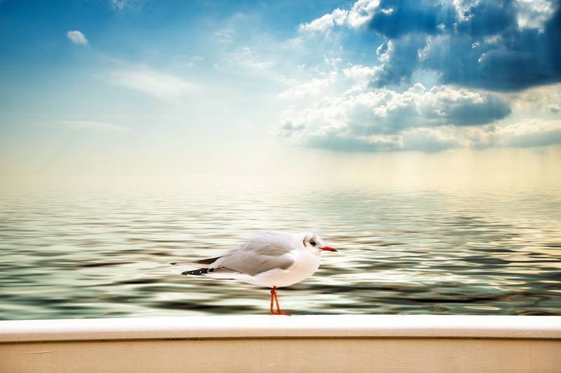 near, bird, sea, animal wildlife, copy space, seagull, one animal, 5K, no people, cloud - sky, animal, white, vertebrate, gray, ocean, day, horizon over water