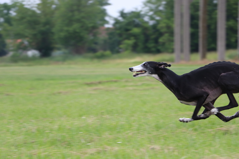 field, adopted, vertebrate, outdoors, green color, dog running, dog, animal, spanish galgo, 5K, domestic, long dog, running, focus on foreground, animal themes