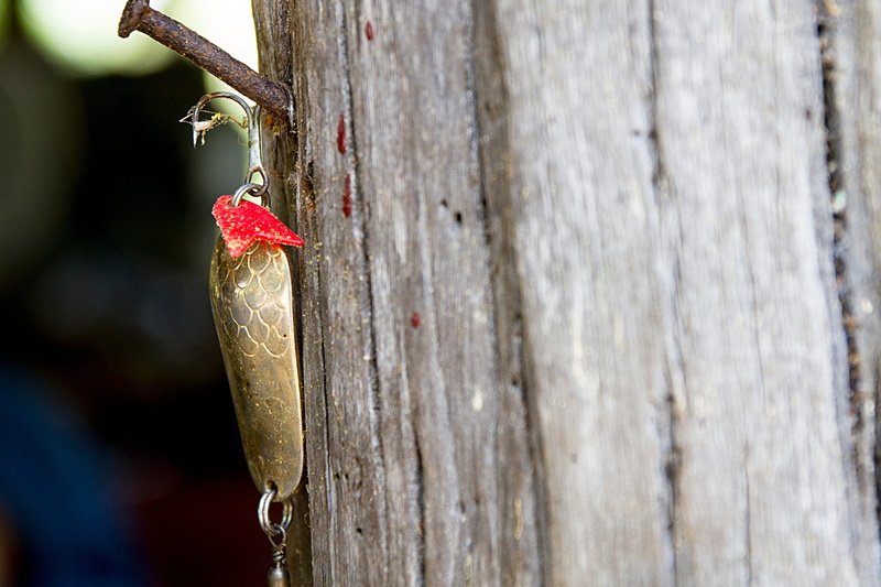 2K, nature, animal wildlife, plant, food, textured, fence, wood - material, red, no people, tree, hanging, boundary, fishing lure, tree trunk, prey, animal