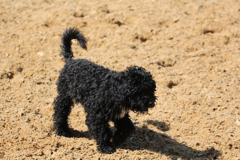domestic animals, vertebrate, black, nature, pets, sunlight, one animal, day, domestic, animal, land, outdoors, arid climate, animal themes, dog, young animal