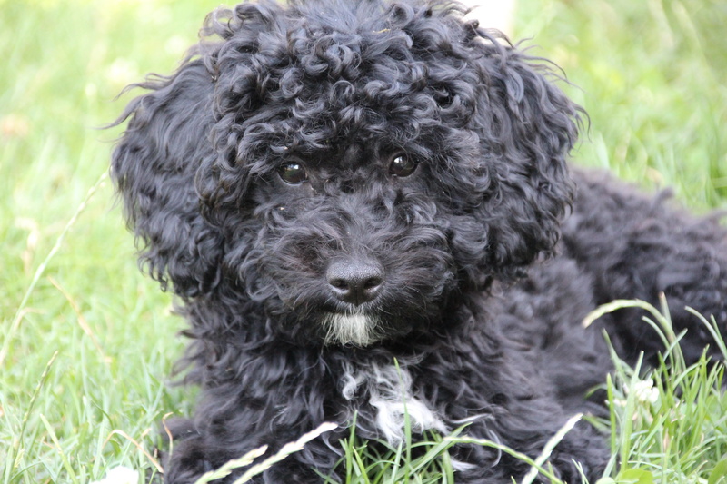 animal themes, vertebrate, poodle, dog, plant, one animal, field, close-up, canine, black, puppy, black color, domestic, young animal, focus on foreground