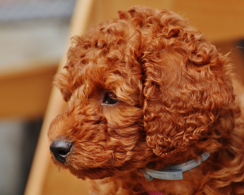 photo, animal hair, dog, domestic, focus on foreground, indoors, mammal, hair, poodle, fur, young animal, close, brown, canine, lure, domestic animals