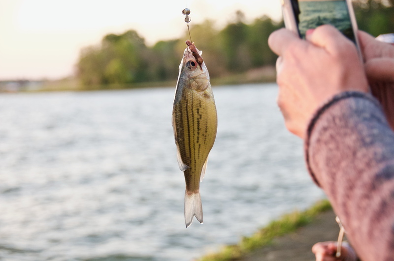 human hand, day, lake, one animal, fishing industry, seafood, bass, holding, yellow, hook, worm, animal themes, lifestyles, simple living, fish, stomach