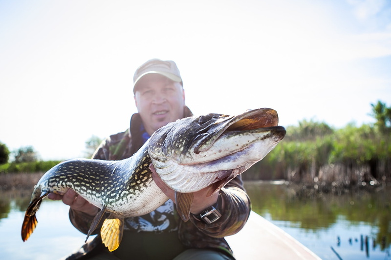 1080P, one person, riding, men, pike, fish, catching, big pike, fishing, black, fisherman, nature, day, catch, white, one animal, vertebrate, outdoors