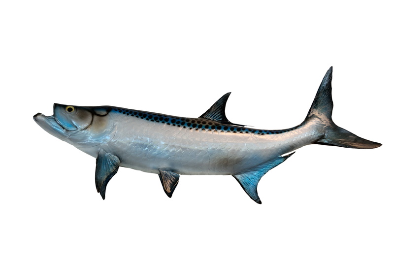cut out, side view, indoors, background, animal wildlife, food and drink, saltwater, caribbean, saltwater fish, close-up, white, taxidermy, no people, aquatic