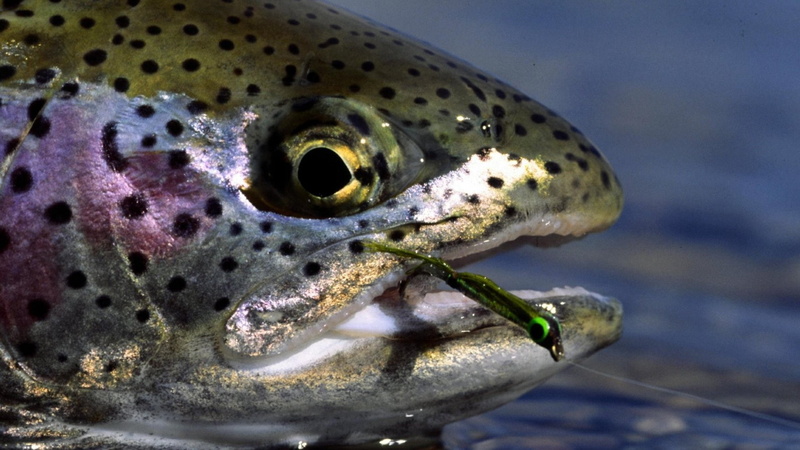 1080P, trout-fish-water-fishhook-hooked, fishing