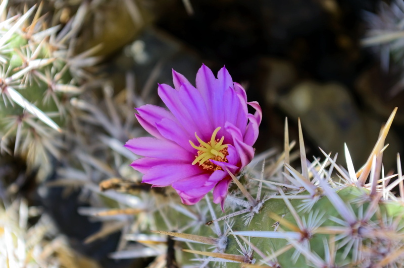 beauty in nature, freshness, petal, sharp, pink color, pollen, cactus, flower head, desert, tucson, selective focus, floral, flowering plant, prickly, 2K