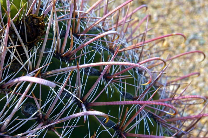 field, thorns, arizona-sonora desert museum, growth, botany, botanical, tucson, sting, high angle view, cactus, grass, nature, spur, focus on foreground