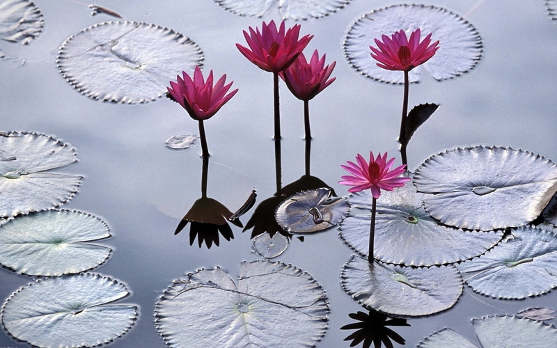 pink color, vulnerability, no people, Water, growth, petal, freshness, Reflection, simplicity, inflorescence, knolling - concept, Surface, blossom, 1080P