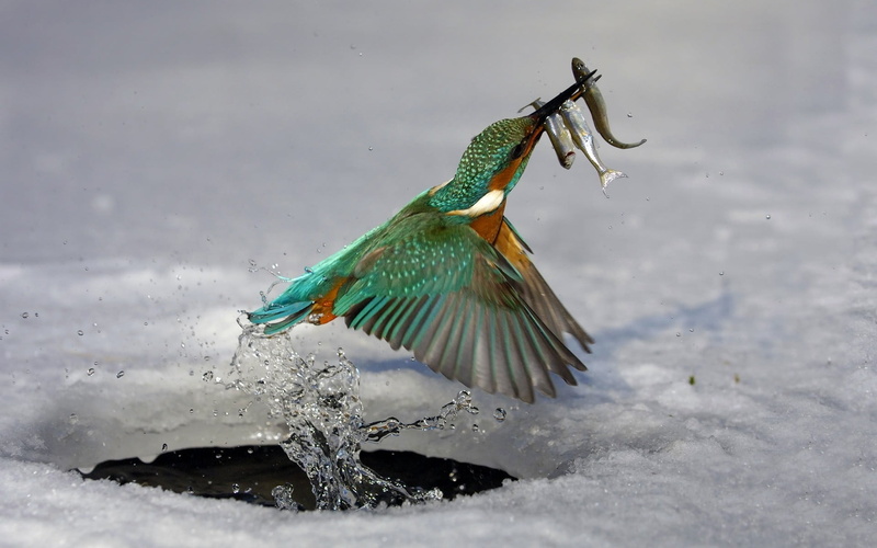 one animal, motion, vertebrate, animals in the wild, snow, 1080P, beauty in nature, no people, animal, nature, water, birds, spread wings, winter, bird