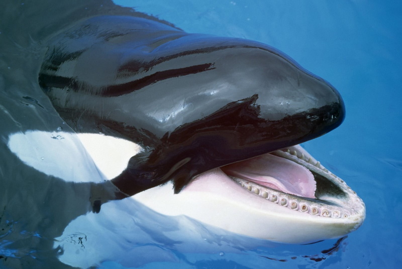 mouth, close-up, outdoors, water, sea life, one animal, ice, vertebrate, 720P, animal mouth, animal teeth, aquatic mammal, no people, underwater, mouth open
