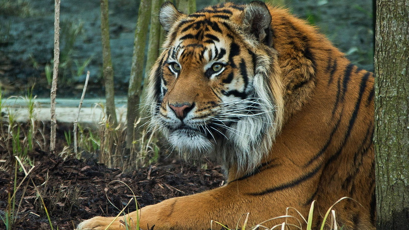 royal, opening, 2K, london, britain, tiger, zoo, territory