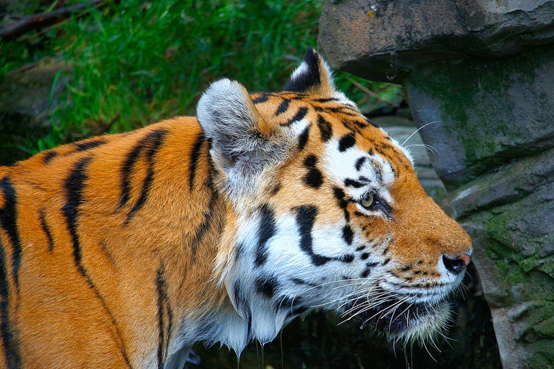 cat, 1080P, no people, whisker, animal wildlife, wildlife, day, predator, carnivora, animals In The Wild, exotic, mystical, focus on foreground, big cat