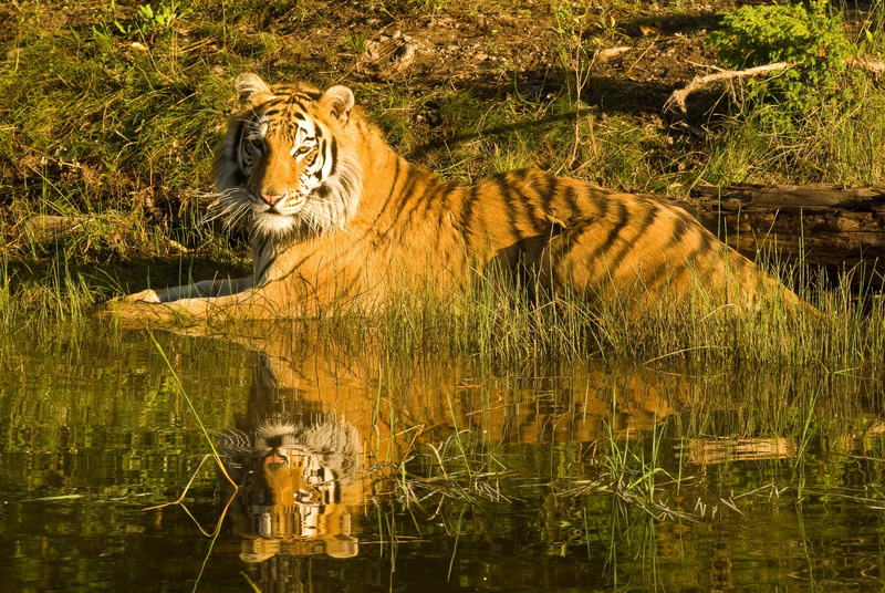 feline, laying in water, predator, animals in the wild, reflection, one animal, carnivore, waterfront, siberian tiger, mammal, royal, outdoors, striped