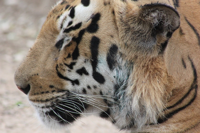 zoo, stripes, strength, big cat, whisker, animal wildlife, predator, sign, vertebrate, danger, tiger, head, orange, no people, 5K, nature, big, animal themes