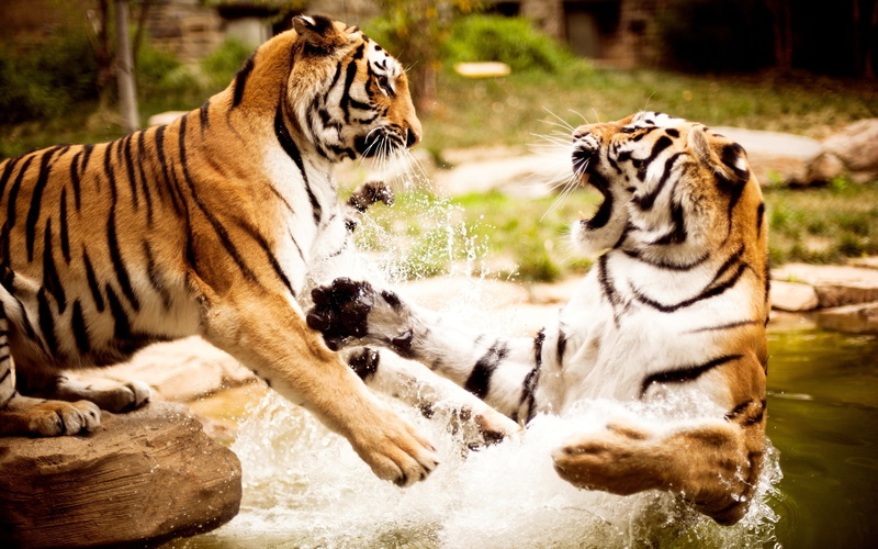 playing, animals, tigers, 2K, siberian, stream