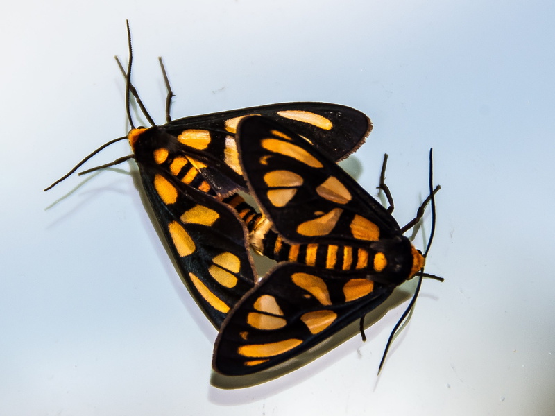 butterfly - insect, insect, animal markings, wild, natural pattern, invertebrate, animal, indoors, animal wing, beauty in nature, black color, wing, animal body part