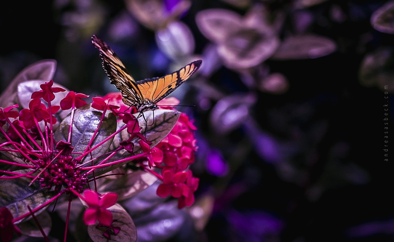 one animal, animal, animals in the wild, springtime, outdoors, close-up, flower, tiger, fragility, flowering plant, invertebrate, beauty in nature, animal wildlife