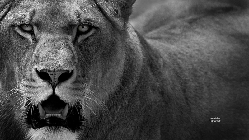 animal, cat, danger, feline, one animal, animal head, wait, black, close-up, wildlife, animals in the wild, focus on foreground, snout, mammal, dangerous