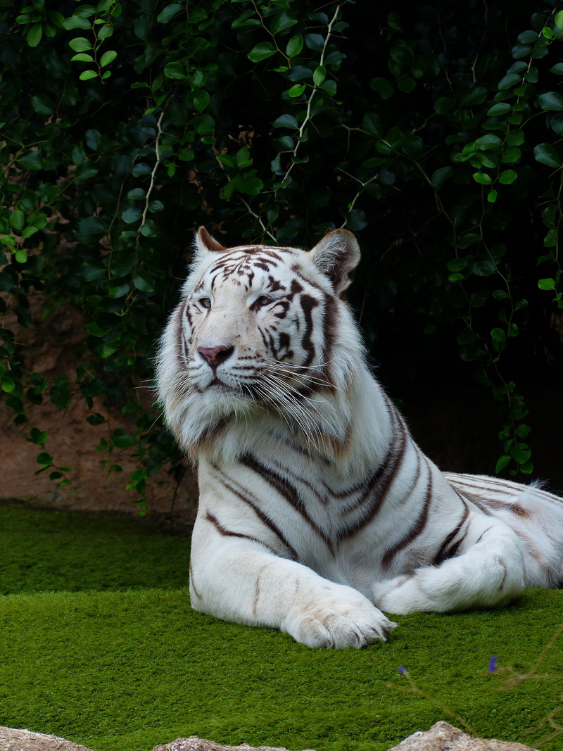 panthera tigris, white königstieger, white tiger, outdoors, tiger, rest, plant, recover, land, noble, indian tiger, zoo, one animal, boredom, no people
