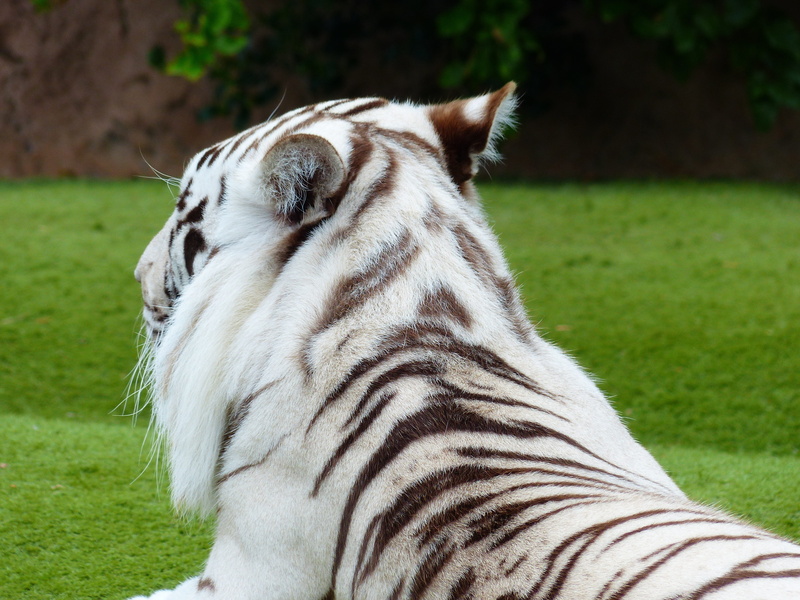 outdoors, panthera tigris tigris, plant, no people, day, striped, king tiger, boredom, close-up, recover, one animal, big cat, cat, animal wildlife, animal body part