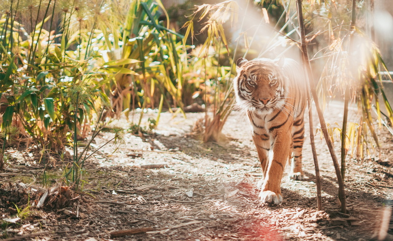 domestic animals, walking, pets, background, gesture, angry, cat, wild life, jungle, undomesticated cat, bamboo, land, outdoors, plant, brown, feline, animal