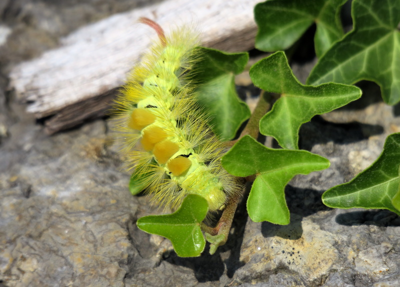 day, growth, 4K, calliteara pudibunda, plant, leaf, plant part, animal wildlife, red-tailed yellow, invertebrate, animal, book red tailed, insect, track walk