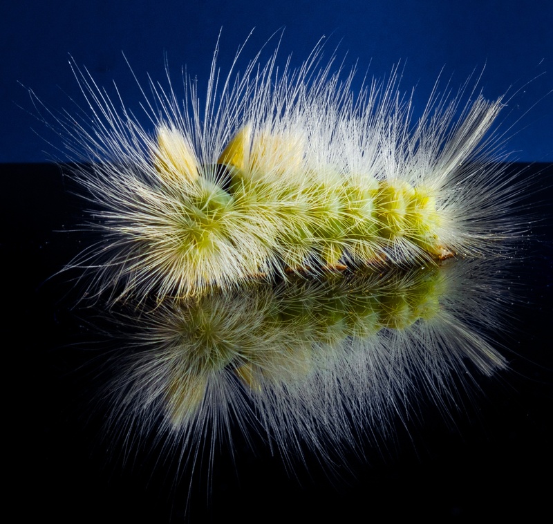 lymantriidae, caterpillar, lymantriinae, botany, softness, flowering plant, studio shot, dandelion seed, book red tailed, track walk, leaf, noctuinae stubs