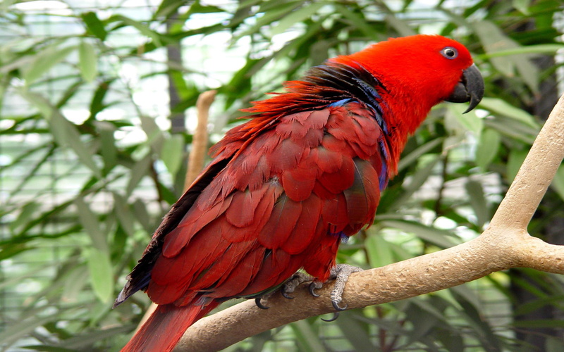 parrot, nature, vertebrate, outdoors, no people, animal, australian, focus on foreground, branch, 4K, parrots, day, hd, one animal, animal themes, desktop