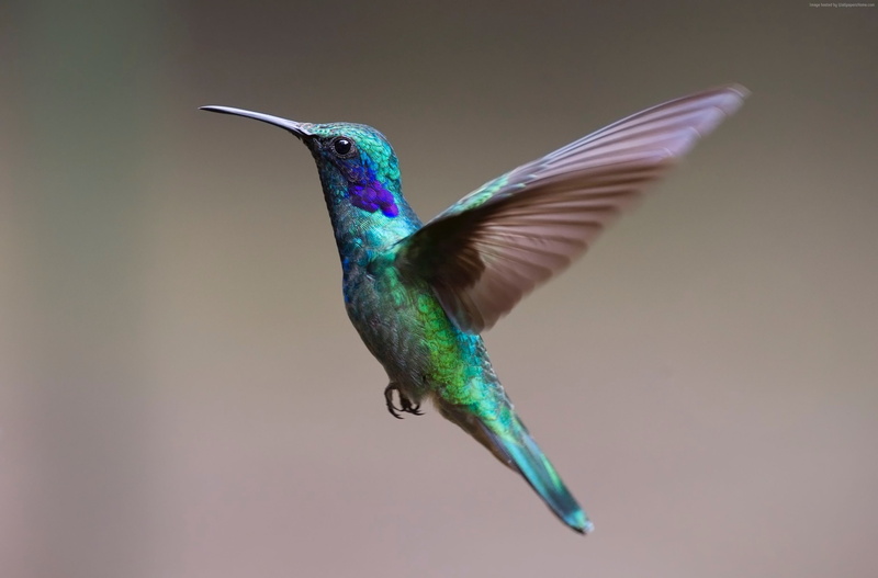 humming, HD, 2K, bird