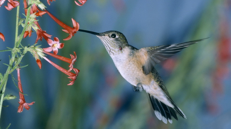 mid-air, no people, flying, flapping, animals in the wild, bird, plant, gray, animal body part, close-up, animal, animal wildlife, beauty in nature, 1080P